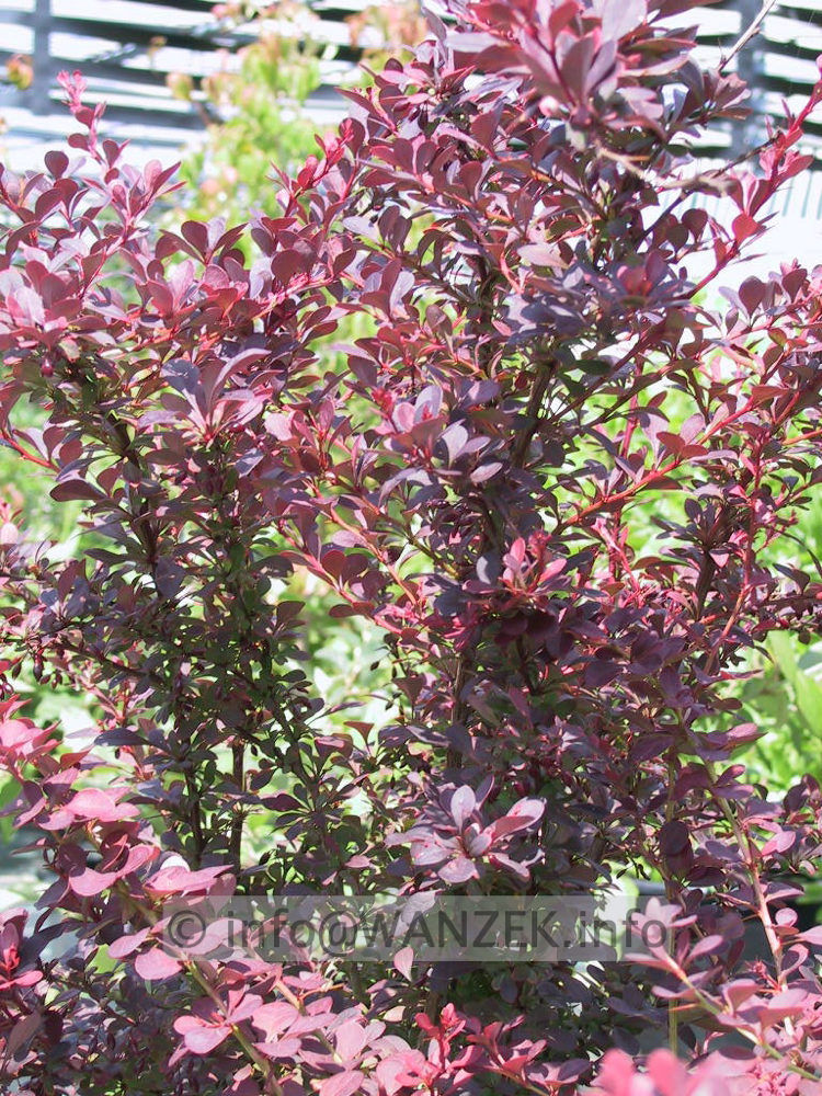 Berberis thunbergii Atropurpurea.jpg